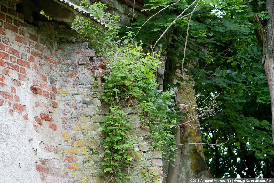 Легенды и лягушки: кирха в поселке Ново-Московское обрастает мхом и преданиями