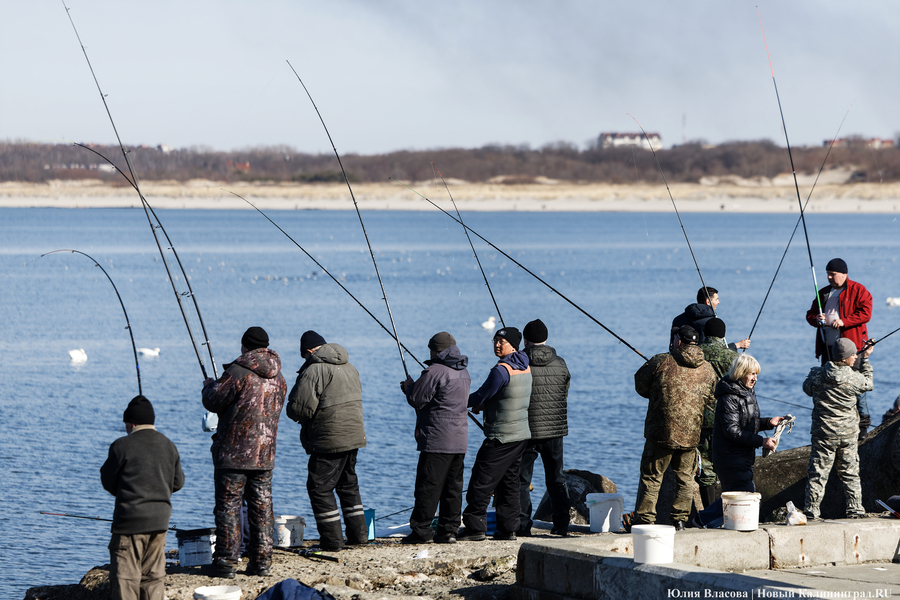 По несколько рыбин за раз: в Балтийске начался массовый лов салаки