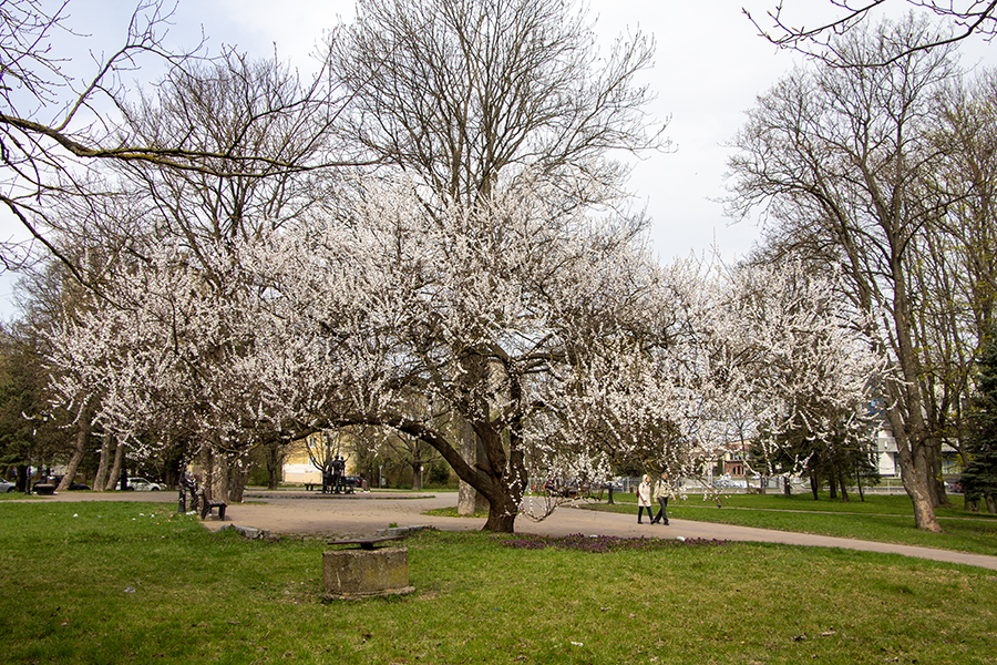 «Тепло к нам не спешит»: прогноз погоды в Калининграде на неделю