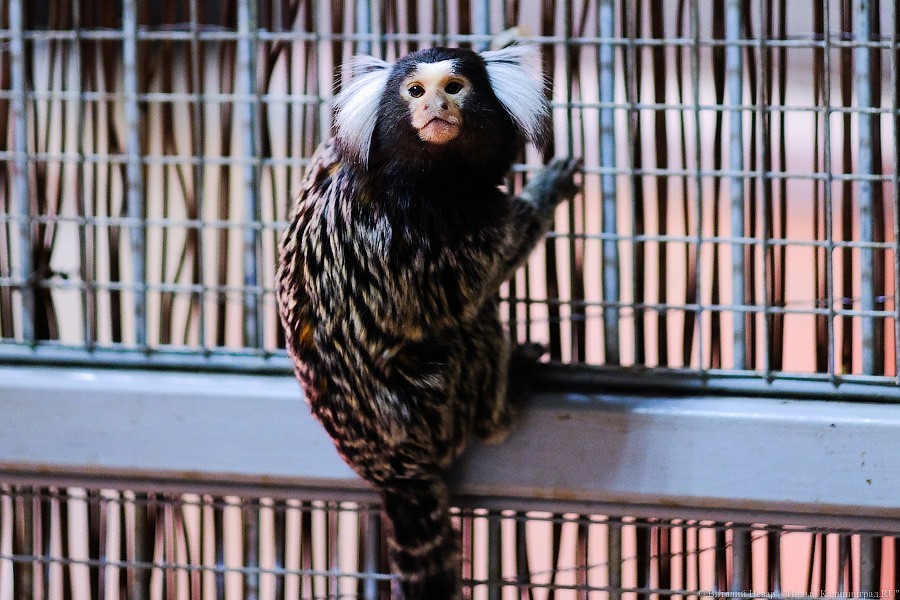 Тыква на обед, а не за билет! Показательное кормление животных в зоопарке (фото)