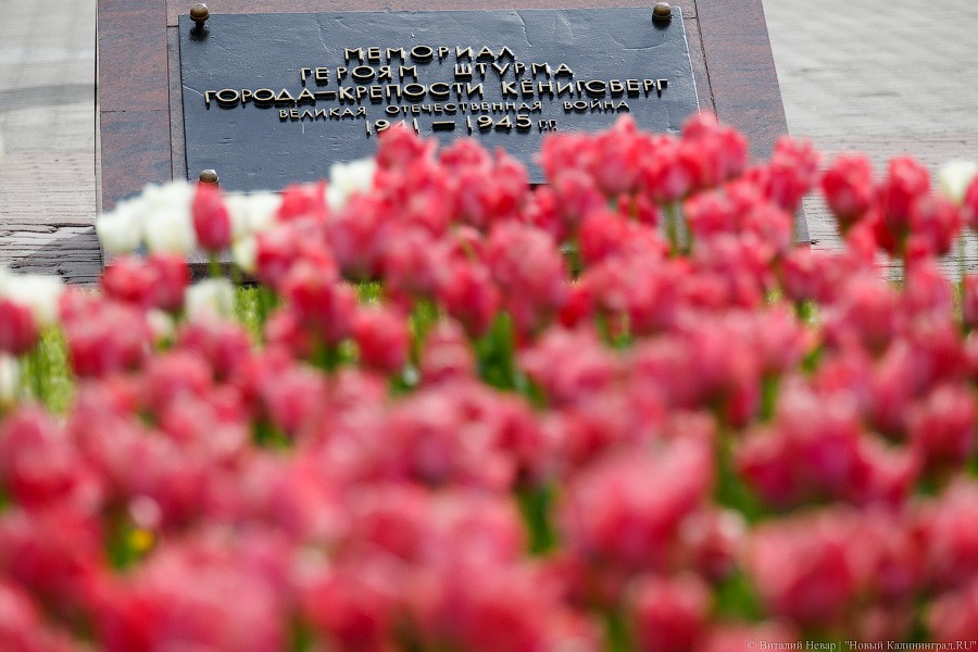Ко Дню Победы в Калининграде хотят высадить 2 аллеи и 80 тыс. цветов