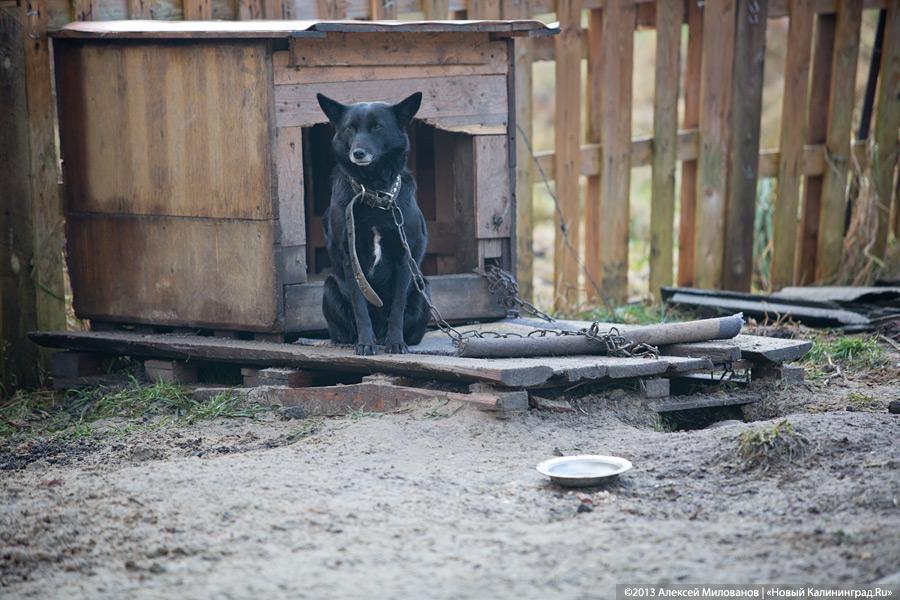 Куратор передержки для бездомных животных: «Они становятся как родные»