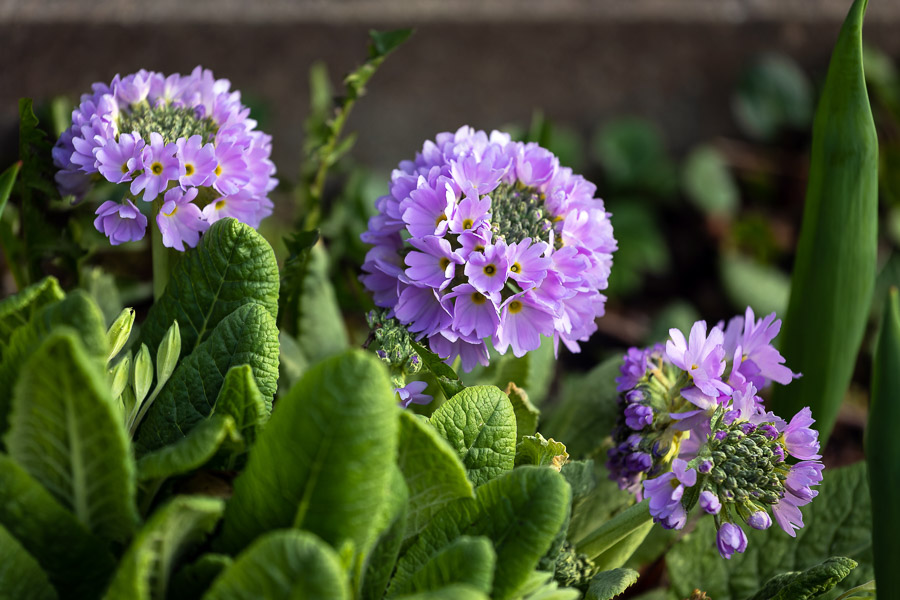 Весна в городе: посмотрите, как зацвёл Ботанический сад (фото)