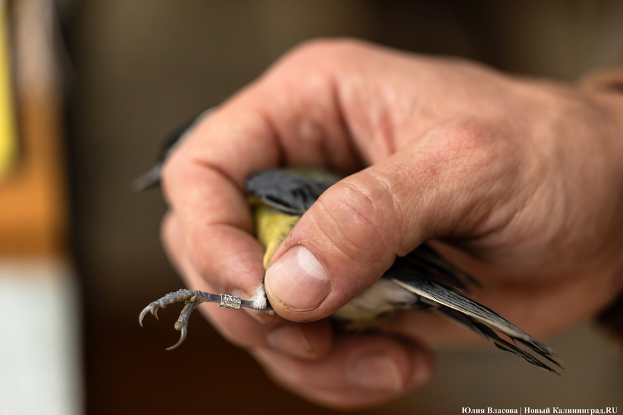 Туманность Куршской косы: как ловят и кольцуют птиц на «Фрингилле» (фото) 