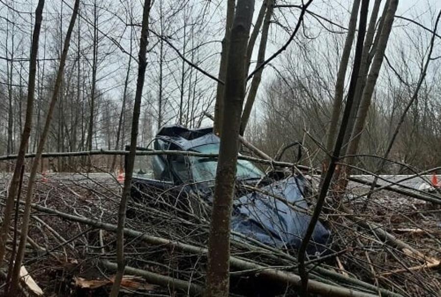 В Калининградской области BMW врезался в деревья из-за животного (фото)