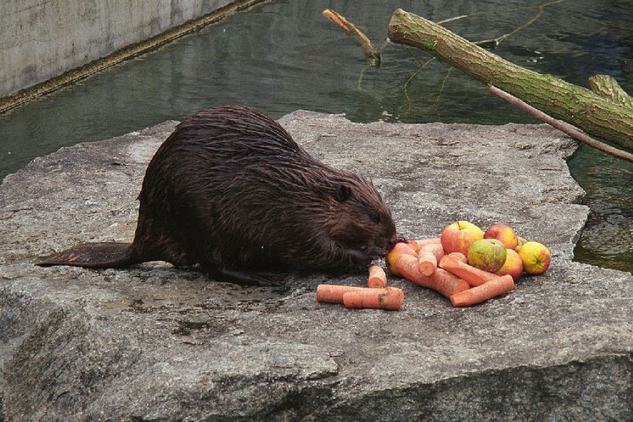 В Калининградской области разрешили убить 614 бобров
