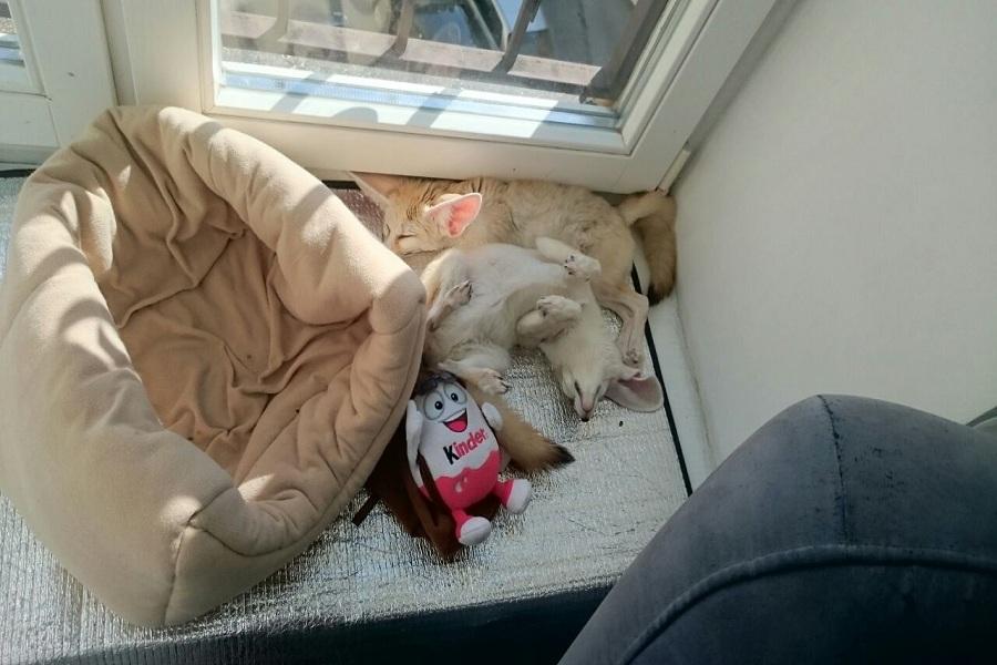 Длинноухое фыр-фыр-фыр: пара фенеков поселилась в Калининграде