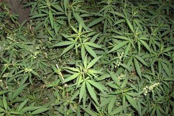 В доме жителя Нестеровского района обнаружено 32 грамма марихуаны