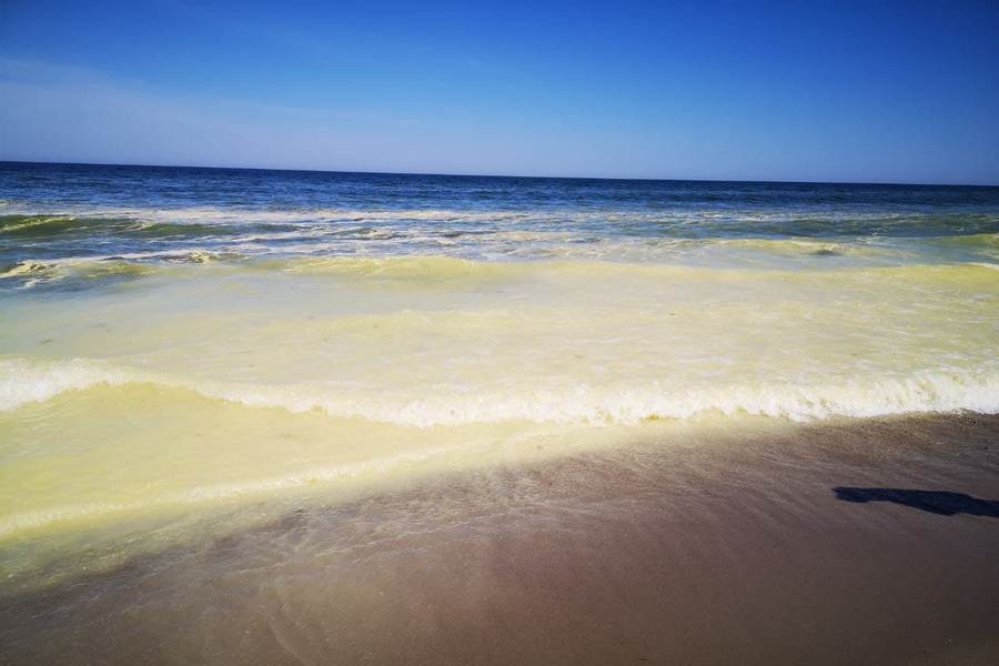 Почему Балтийское море пожелтело? Объясняет сотрудник нацпарка «Куршская коса» (фото)