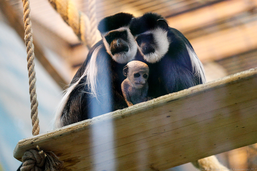 Подарки для зверей: как животных в зоопарке с Новым Годом поздравляли (фото)