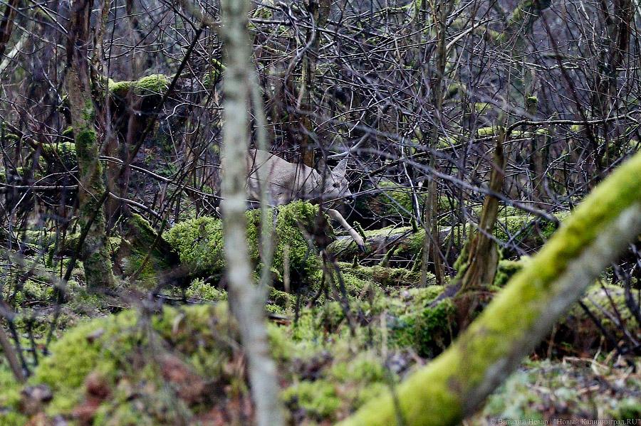 На ловца и лось бежит: как на Куршской косе зверей считали (фото)