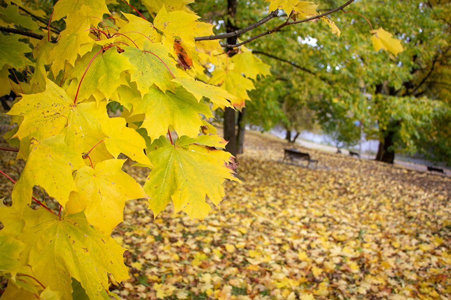 Погода в Калининградской области 10 ноября