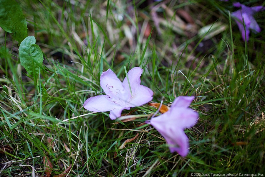 Розовое цветение: Ботанический сад открылся для посетителей (фото)