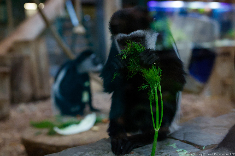Детки Годзиллы: в Калининградском зоопарке родились колобусы (фото)