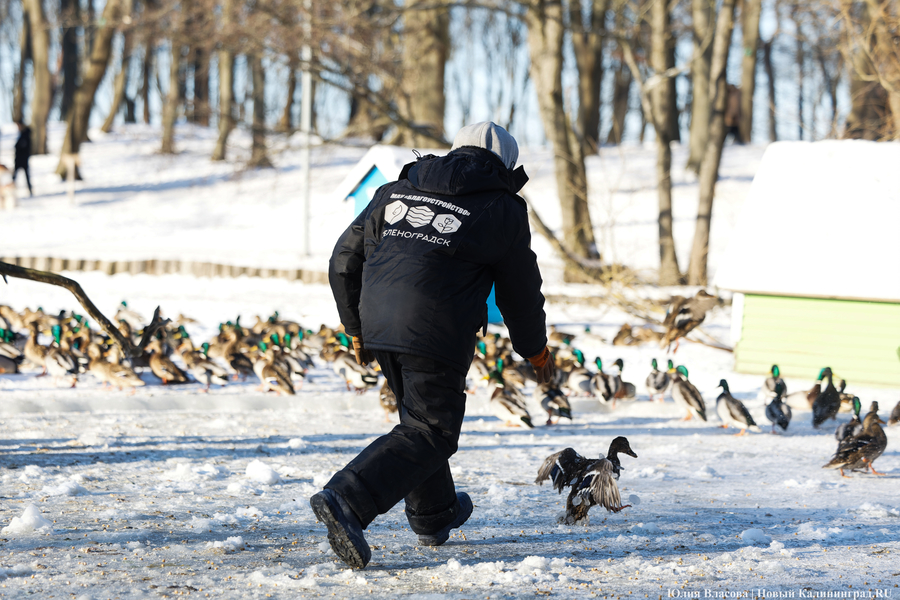 Ледяной плен: в парке Зеленоградска спасают замерзающих уток (фото)