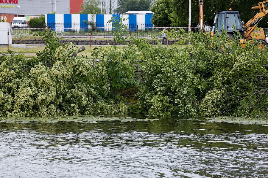 Для строительства набережной Карбышева разрешили вырубить 164 дерева (фото)