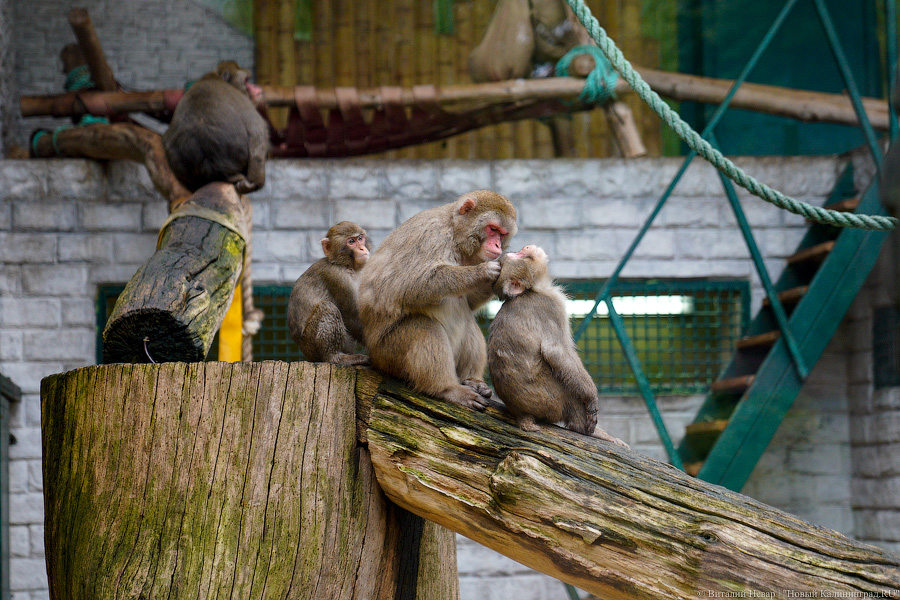 Жаба, гадюка и другие: в зоопарке открылся террариум после ремонта (фото)