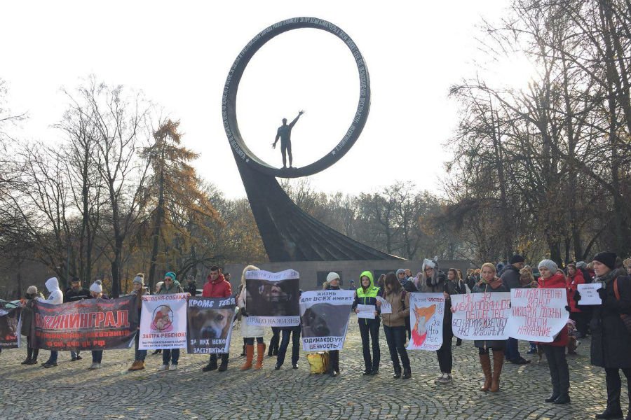 На митинг в защиту в животных в Калининграде пришли 200 человек (фото)