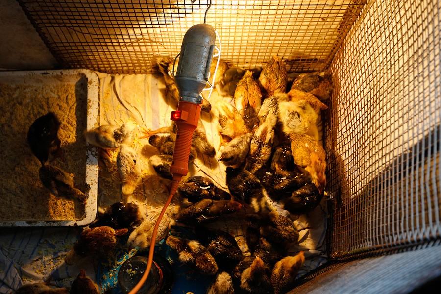 «Боосбан нас отрезал»: жизнь поселка Матросово рядом с Приморским кольцом