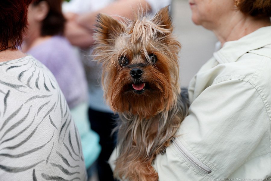 «Выпили, закусили и в храм»: на Острове началась война против палаток