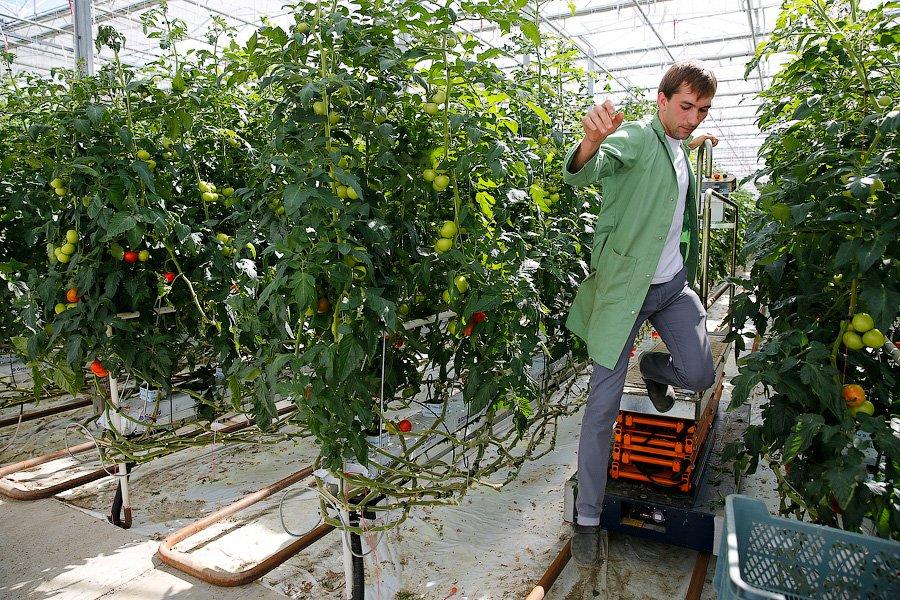 «Иначе нам кирдык»: как сельхозпроизводители смотрят на продовольственное эмбарго