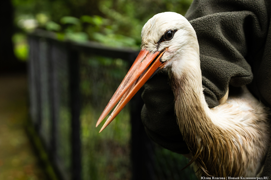 Вольные птицы: в зоопарке Калининграда пернатых выпустили в водоемы (фото)