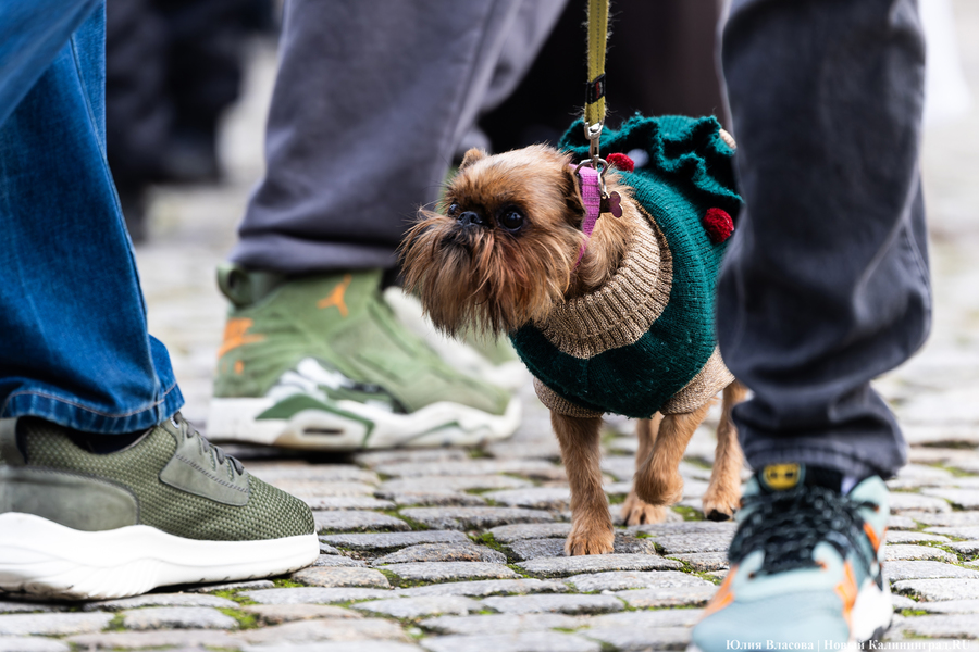 «Сказка к нам приходит»: на острове Канта прошел забег Дедов Морозов (фото)
