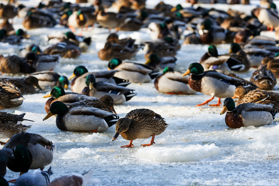 Ледяной плен: в парке Зеленоградска спасают замерзающих уток (фото)