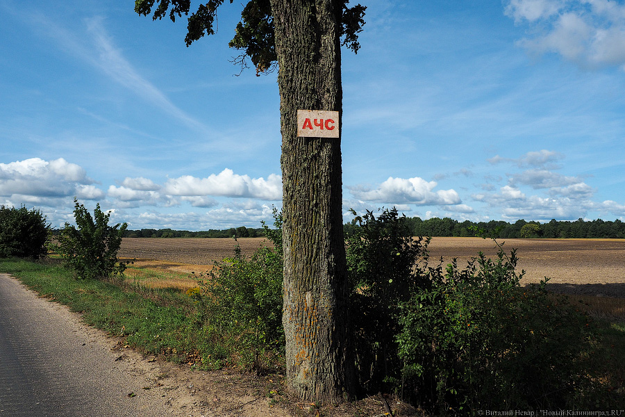Минсельхоз Калининградской области допустил «продовольственную катастрофу»