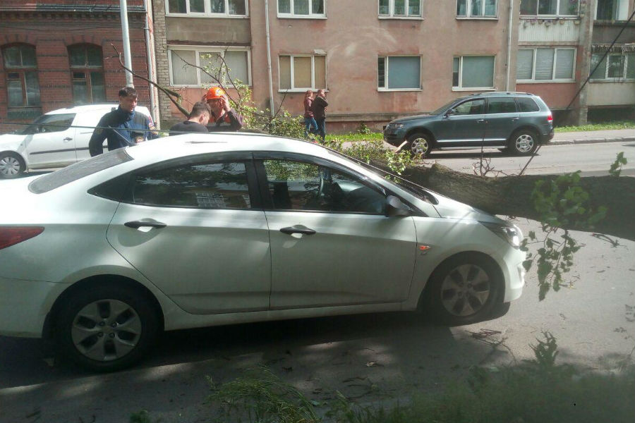 Упавшее на машину дерево перегородило улицу Гагарина (фото)