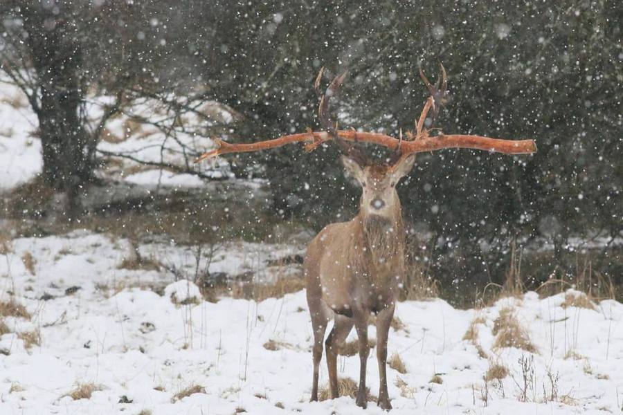 Сразу убегает: полесские лесничие пытаются помочь оленю с большой веткой на рогах (фото)