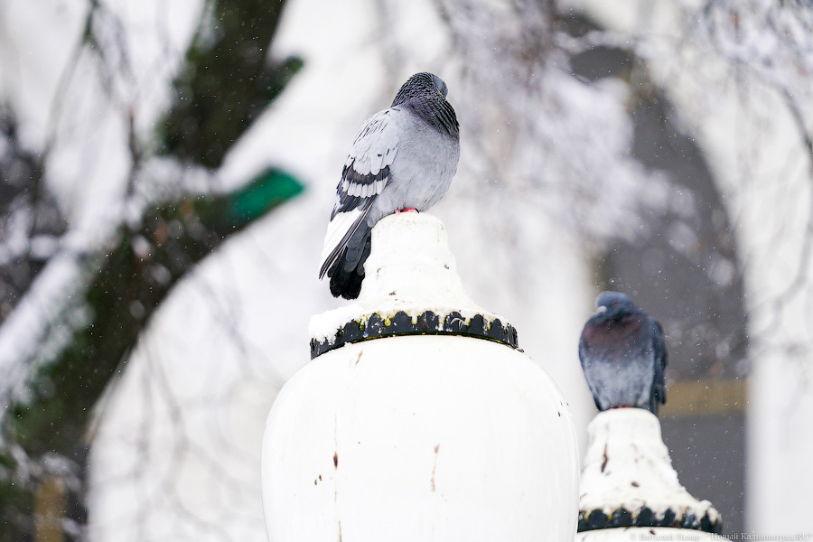 За ночь Калининград замело снегом. Вот как выглядел город утром 13 января (фото)