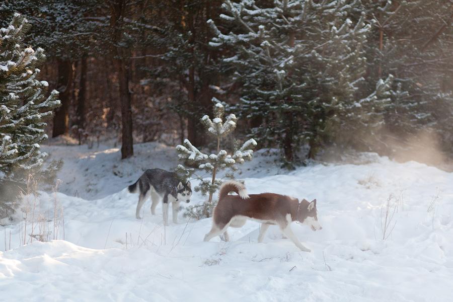 «Сказки о хаски»: фоторепортаж с тренировки ездовых собак и интервью с владельцами