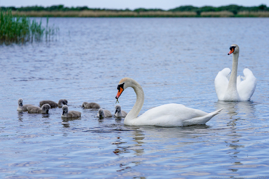 «Не врите мне»: фекалии в воде не портят отдых калининградским купальщикам (фото)