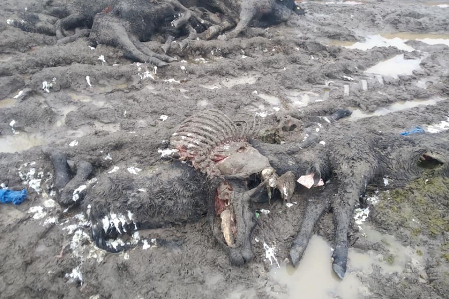 Прокуратура проводит проверку из-за разлагающихся туш на землях «Мираторга»