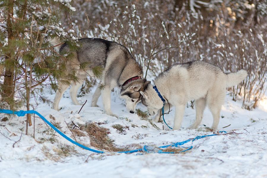 «Сказки о хаски»: фоторепортаж с тренировки ездовых собак и интервью с владельцами