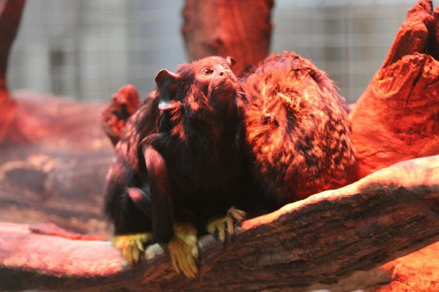 Краснорукий тамарин. Фото: Калининградский зоопарк