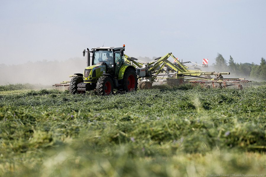 Минсельхоз прогнозирует снижение урожая в Калининградской области