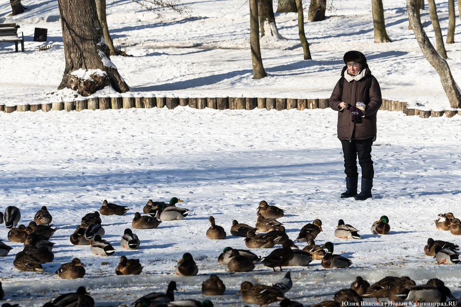 Ледяной плен: в парке Зеленоградска спасают замерзающих уток (фото)