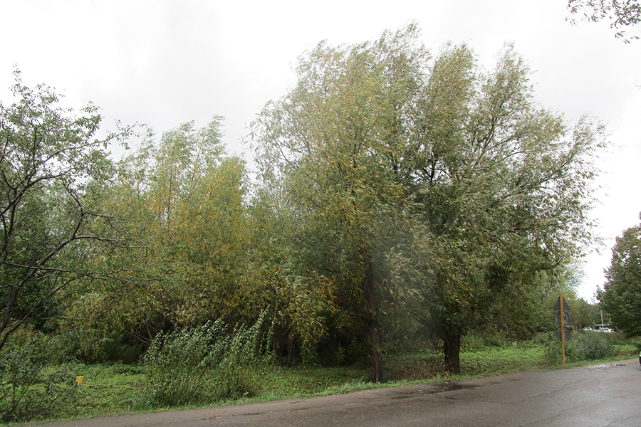 На Аллее Смелых разрешили вырубить 435 деревьев (фото)