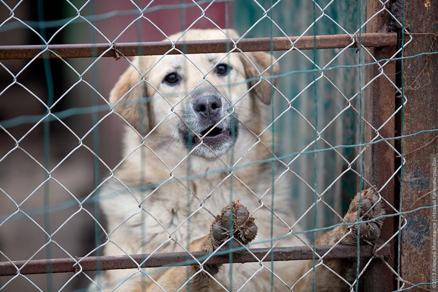 Сено, крупы и антибиотики: как помочь в холода приютам для бездомных собак
