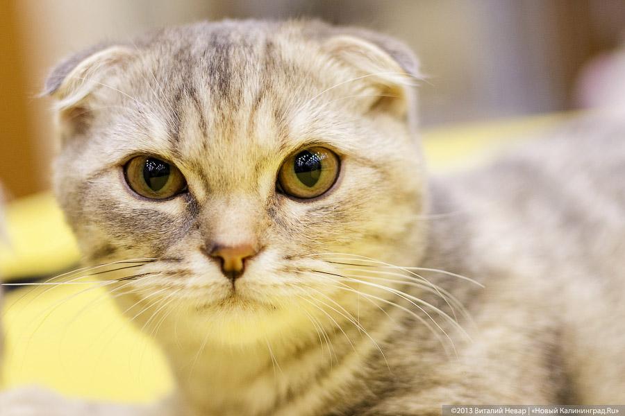 Кот — друг человека: в Калининграде отметили очередной кошачий праздник