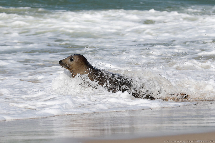 Фото: Виталий Невар / Новый Калининград