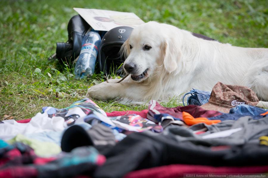 Диван, чемодан, саквояж: всё о субботней барахолке в «Воротах»