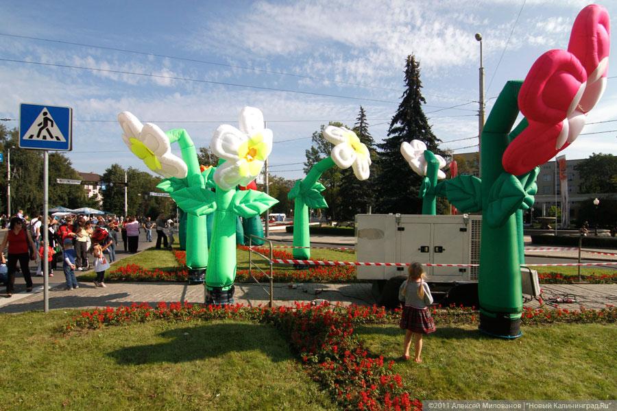 "Пропуская пешеходов": фоторепортаж "Нового Калининграда.Ru"