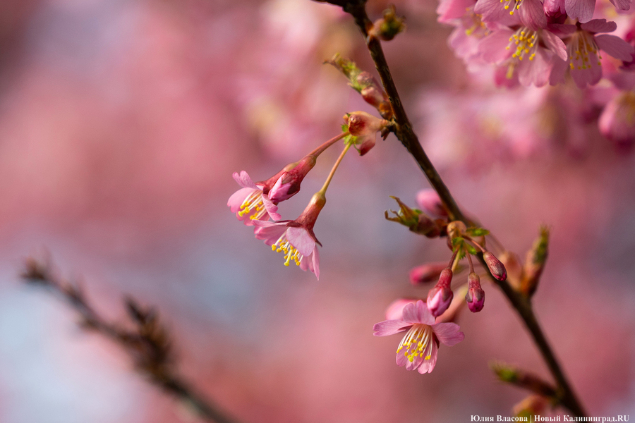 Розовое облако: в Калининграде расцвела сакура (фото)