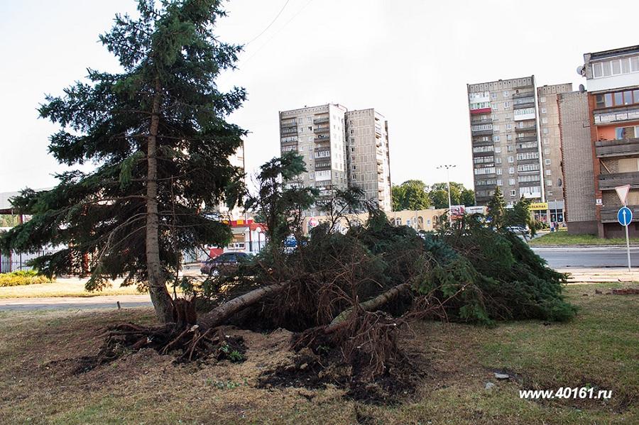 В Советске ураган повалил не меньше десятка деревьев (фото)