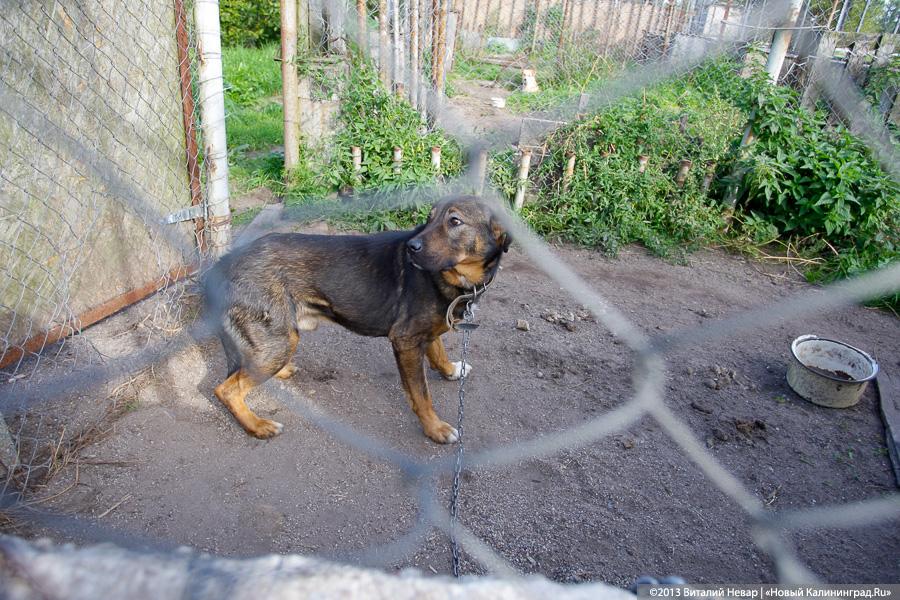 Естественный отбор: что творится за забором Службы защиты животных (фото)