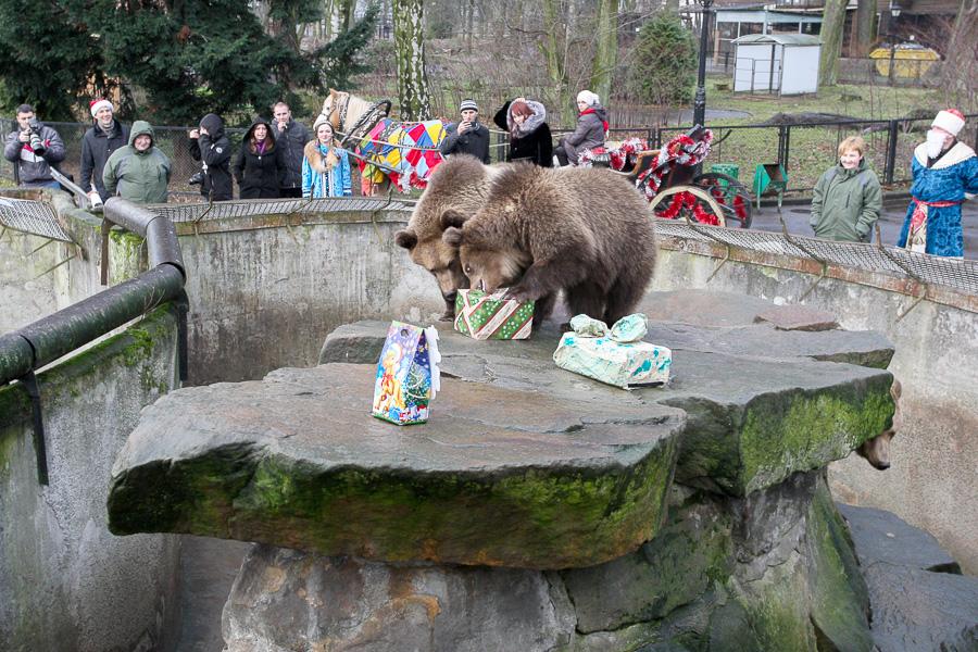 Конина к году Лошади: зоопарк раздал животным любимые лакомства