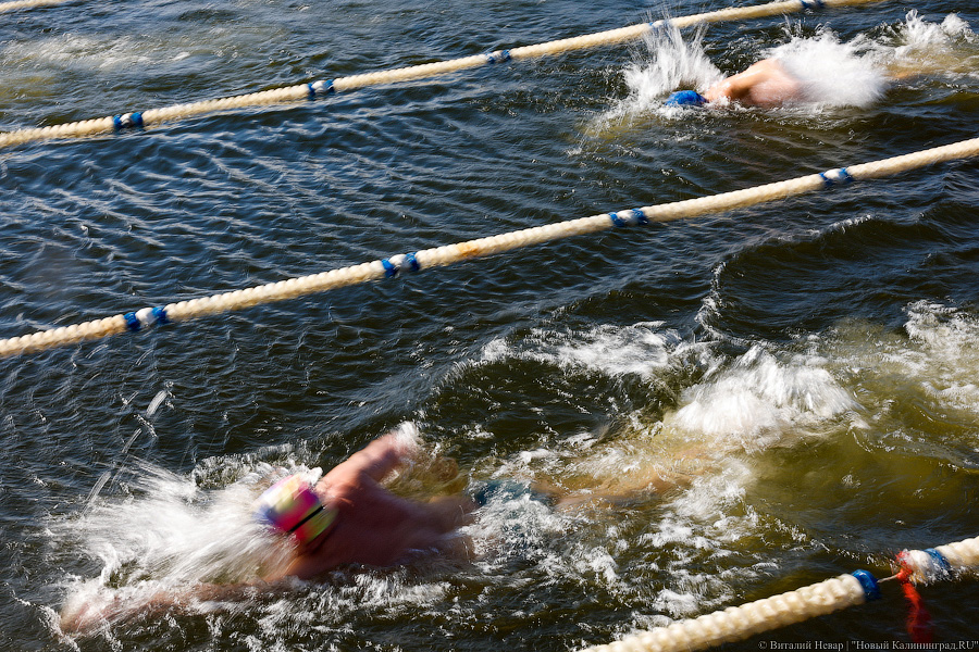 Время моржей: в  Калининграде прошли соревнования по зимнему плаванию (фото)